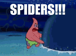 the+smaller+one+is+still+a+big+ass+spider.+i+_5e95f1ad665dca74023d29a2c41ca436.gif
